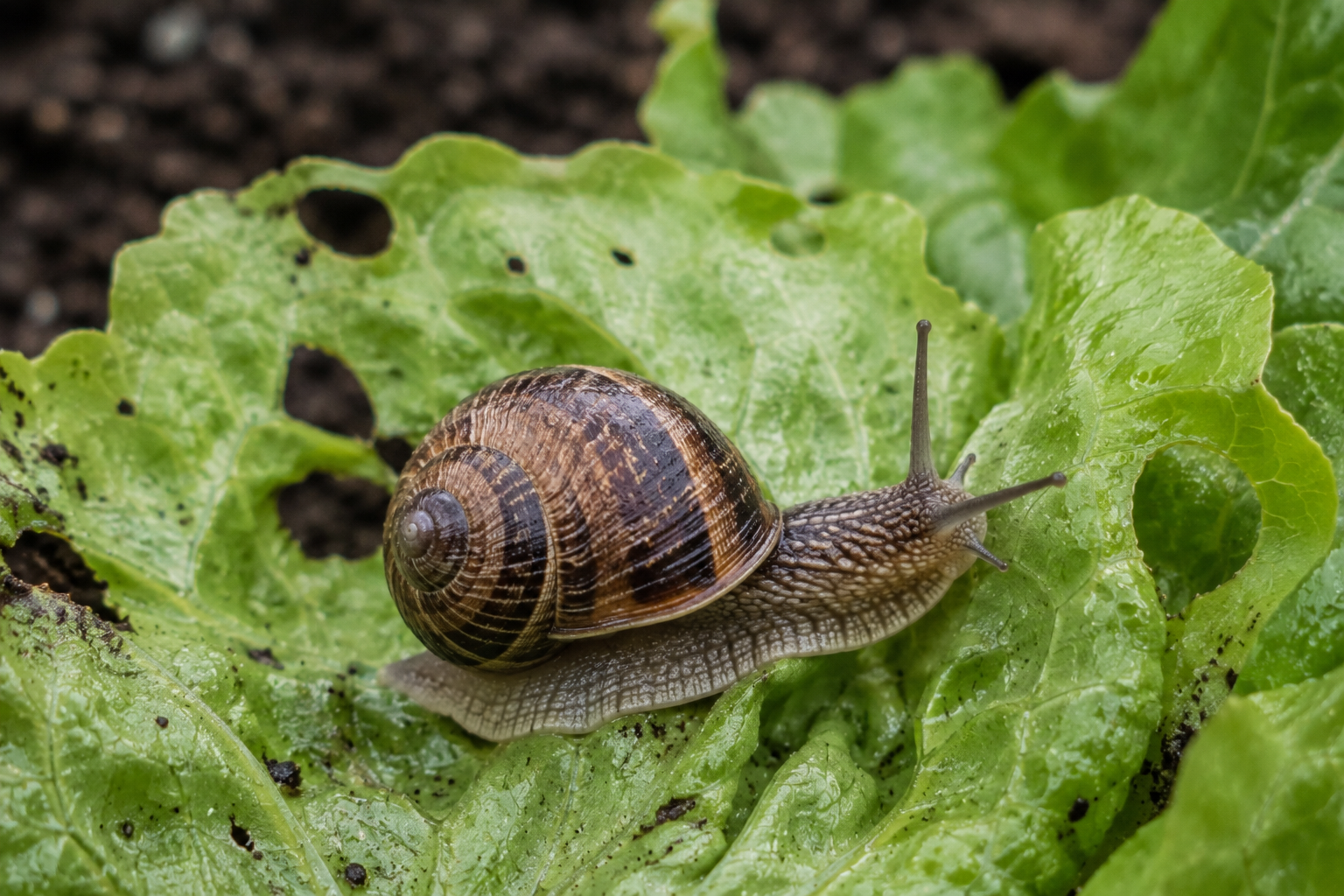 Melcul de grădină (Helix aspersa / Cornu aspersum) – Dăunătorul care atacă legumele, plantele ornamentale și culturile horticole prin consumul frunzelor și fructelor.