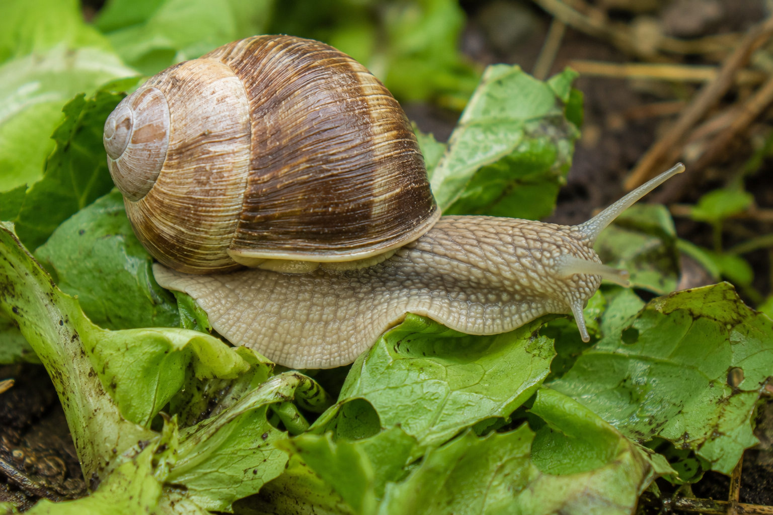 Melcul de livadă (Helix pomatia)