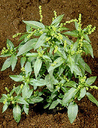 Trepădătoare (Mercurialis annua)