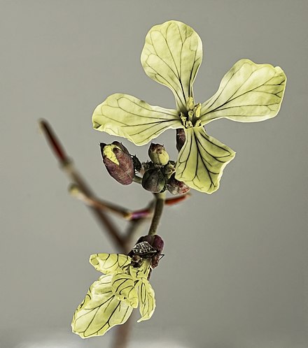 Raphanus raphanistrum (Ridiche sălbatică)
