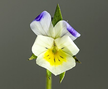 Viola arvensis (Trei fraţi pătaţi)