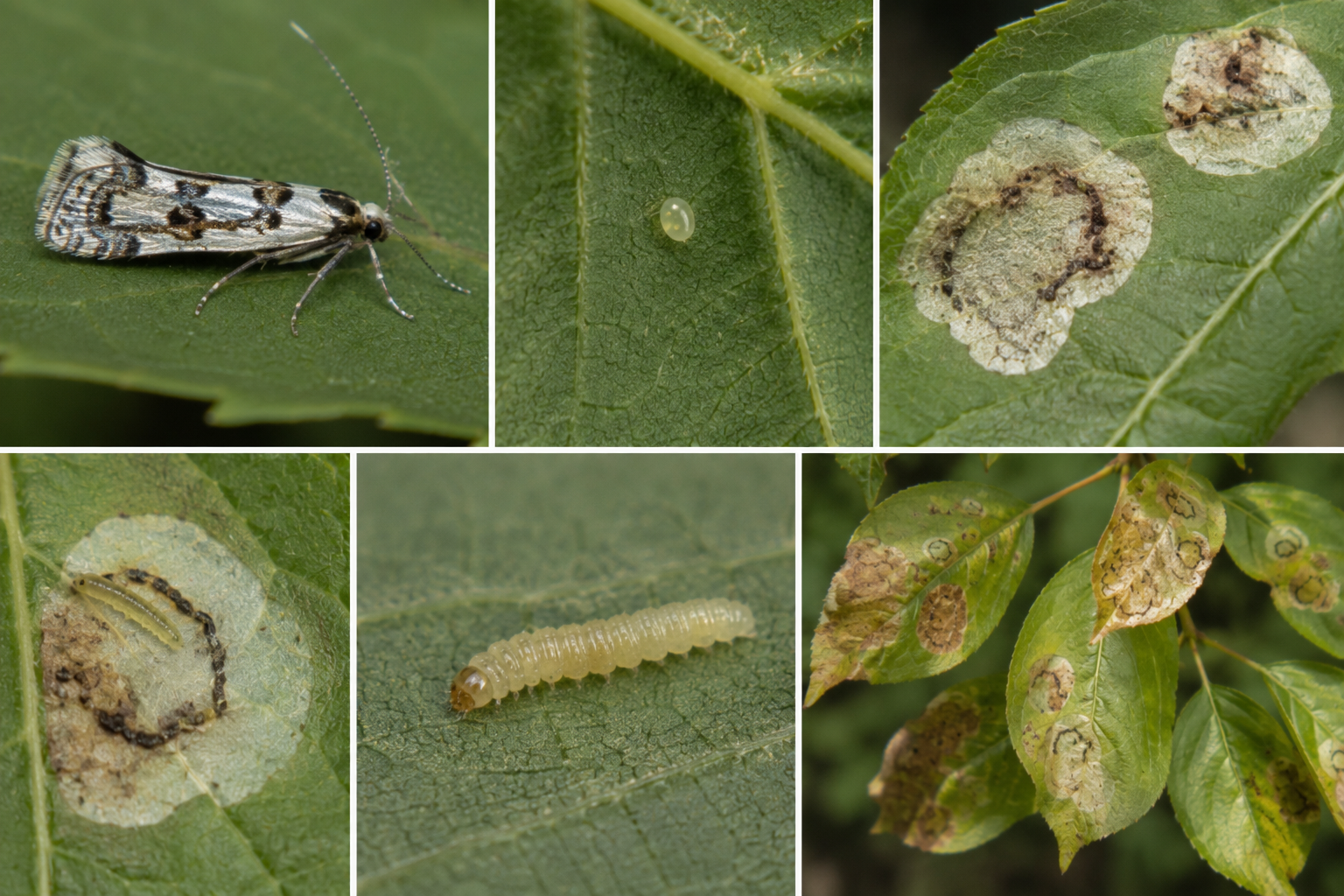 Minierul circular al frunzelor de măr (Leucoptera malifoliella) – Dăunătorul care produce galerii circulare în frunzele pomilor fructiferi.