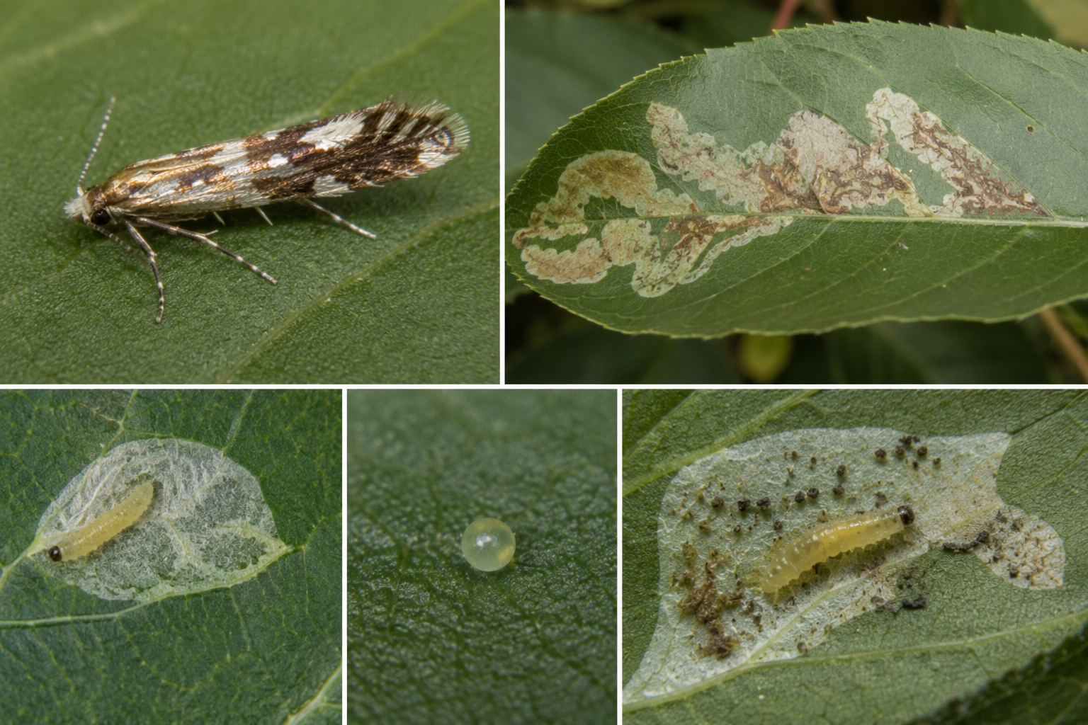 Minierul marmorat al frunzelor de măr (Phyllonorycter blancardella) – Dăunătorul care produce galerii în frunzele pomilor fructiferi.