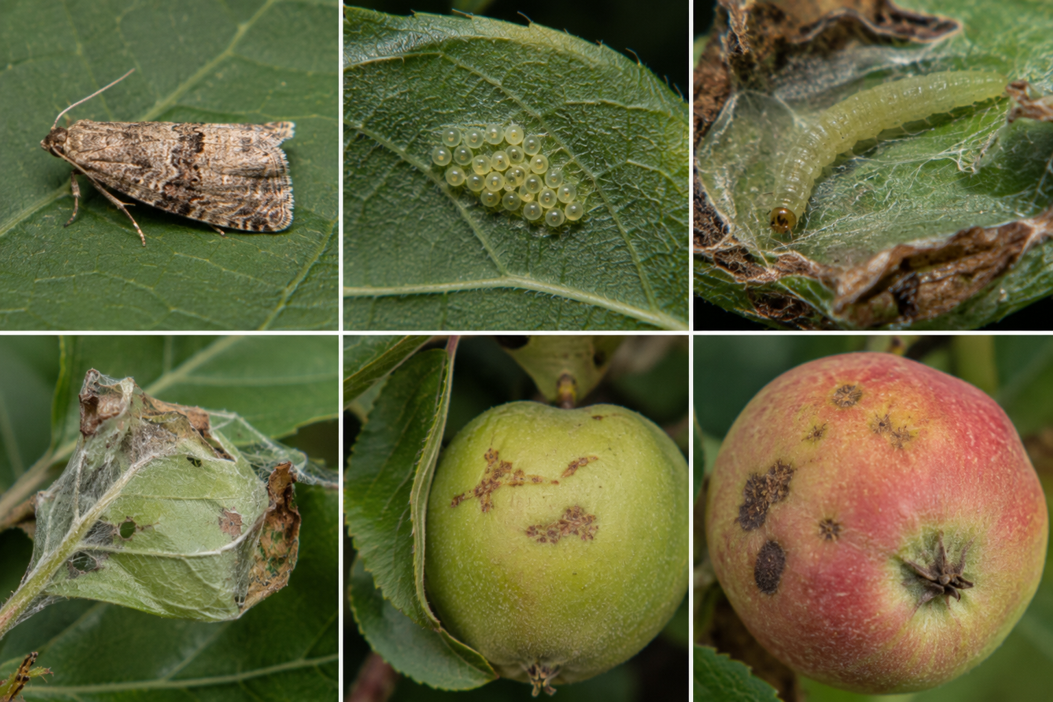 Molia pieliței fructelor (Adoxophyes orana) – Dăunătorul care atacă frunzele și fructele pomilor fructiferi, reducând calitatea producției.
