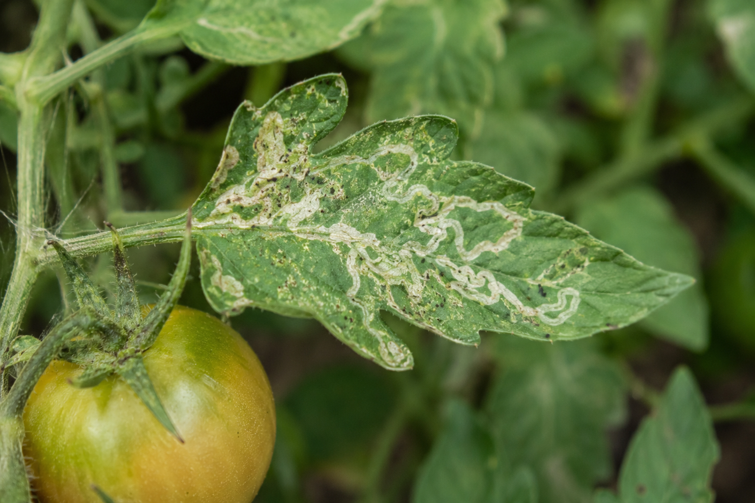 Molia tomatelor (Tuta absoluta) – Dăunătorul invaziv care produce galerii în frunze, tulpini și fructele de tomate.
