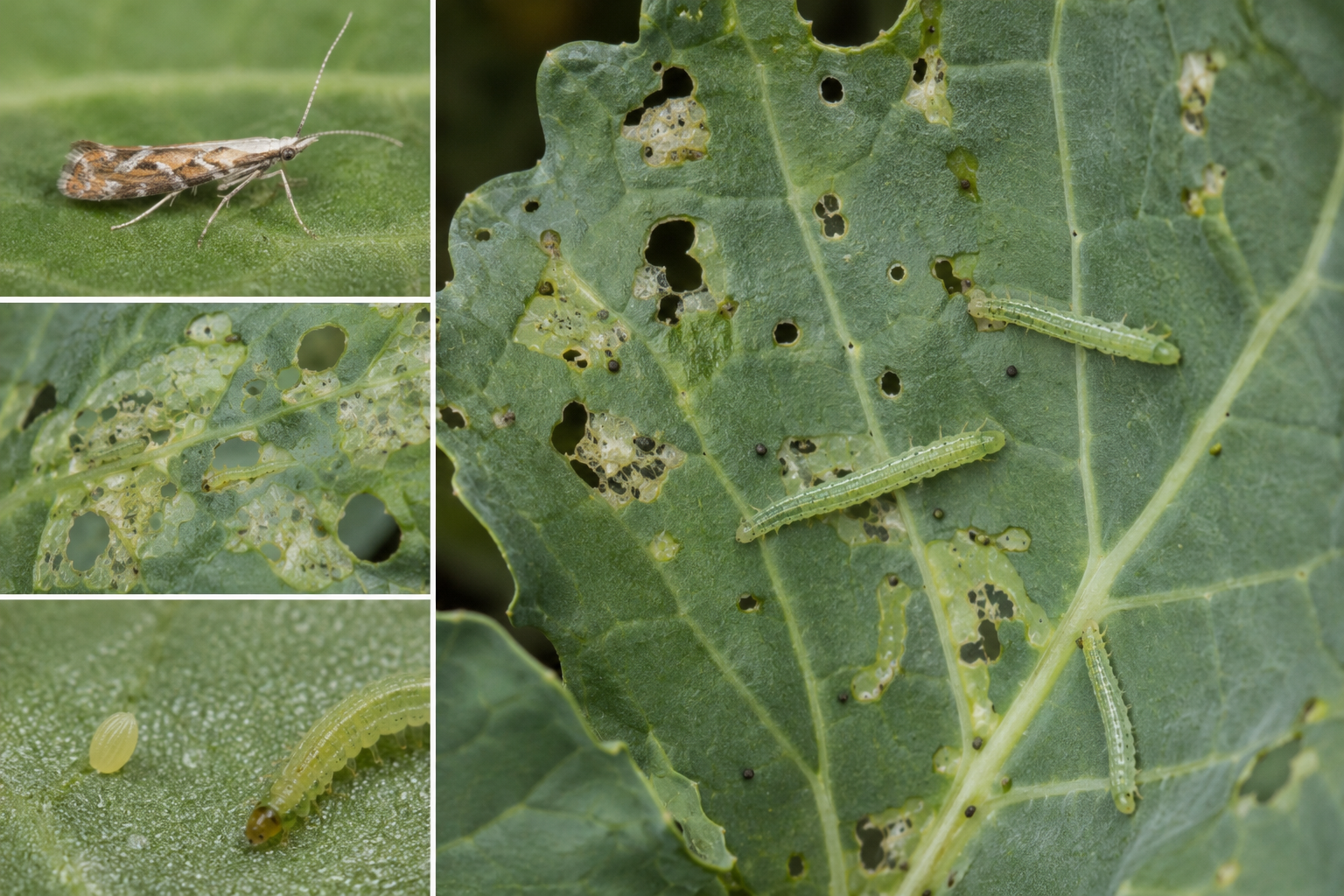 Molia verzei (Plutella xylostella) – Dăunătorul care poate produce defolieri masive la rapiță și legumele crucifere.