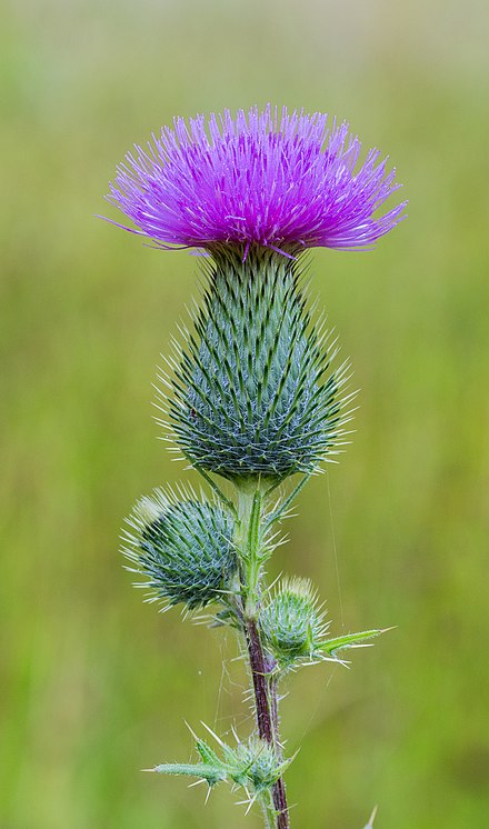 Cirsium vulgare (Scaiete)