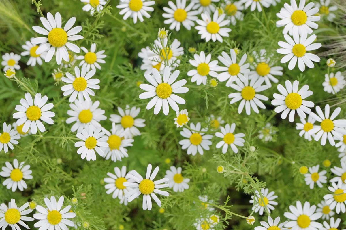 Mușețel (Matricaria chamomila)