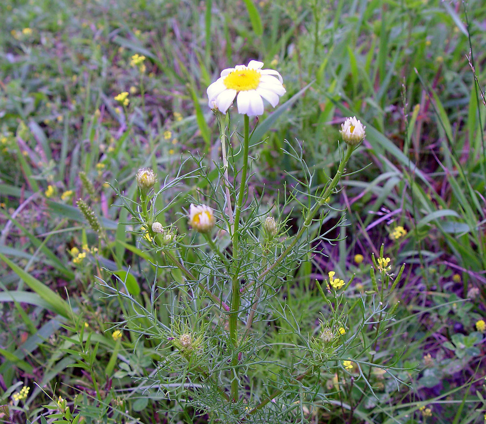 Muşeţel nemirositor (Tripleurospermum inodorum)