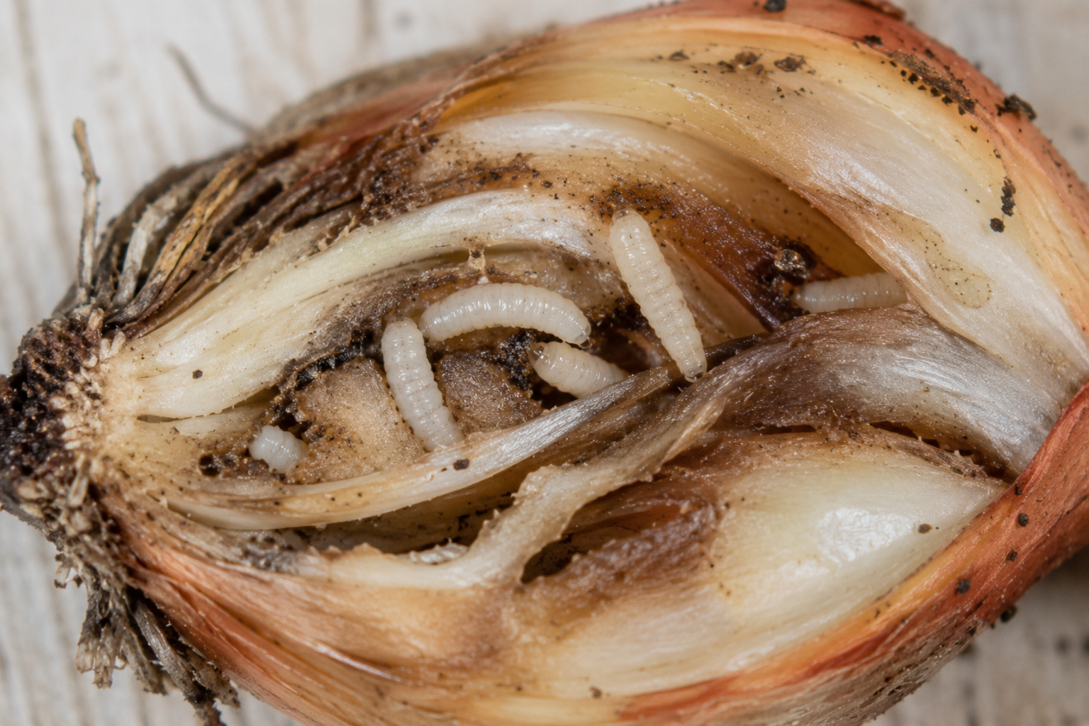 Musca cepei (Delia antiqua) – Dăunătorul ale cărui larve atacă bulbii de ceapă, usturoi și praz, provocând putrezirea și uscarea plantelor.