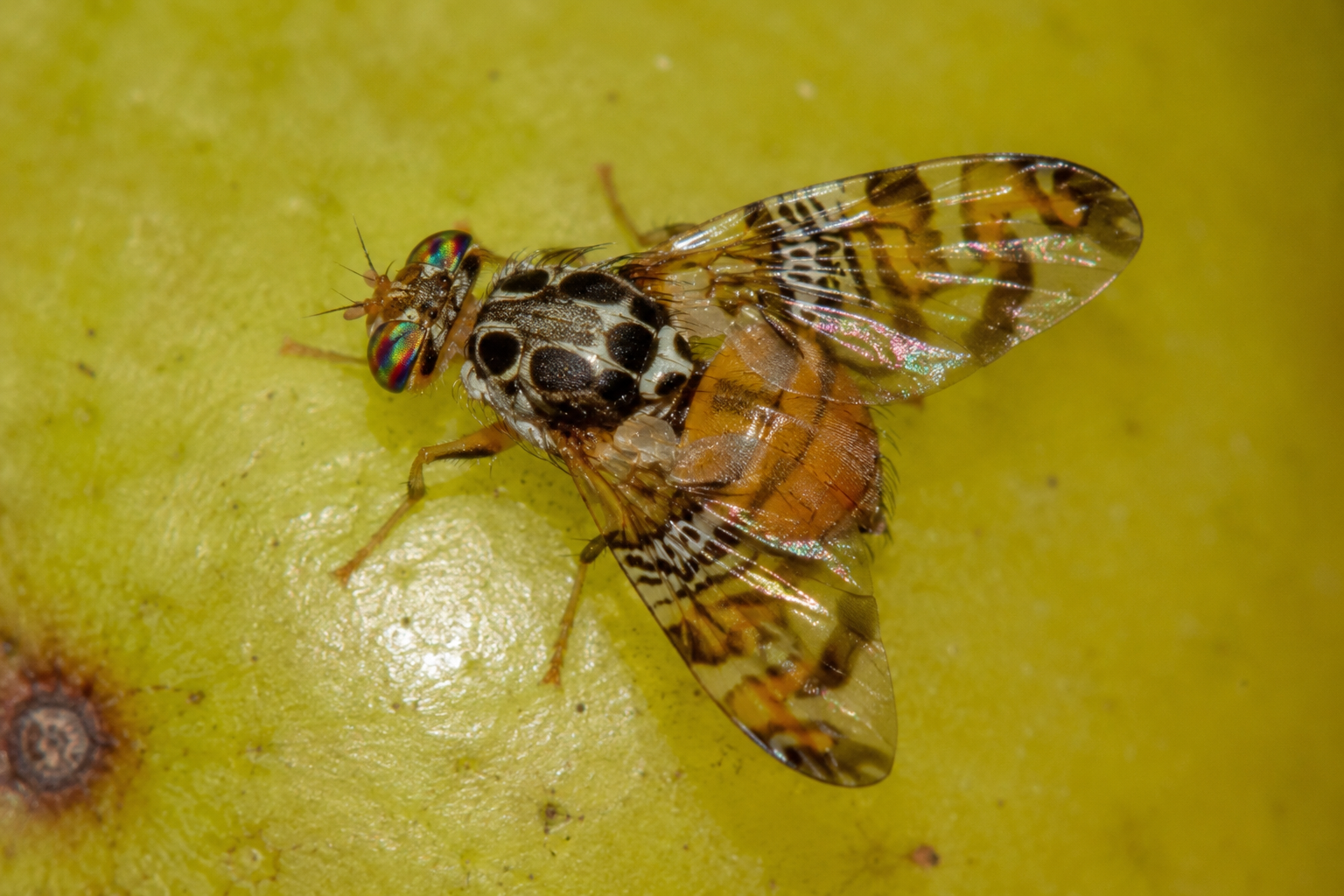 Musca mediteraneană a fructelor (Ceratitis capitata) – Dăunătorul invaziv care atacă peste 300 de specii de fructe și legume, provocând pierderi economice importante.