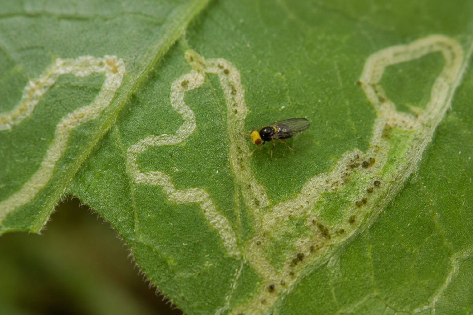 Musca minieră a crizantemelor (Liriomyza huidobrensis) – Dăunătorul invaziv care produce mine în frunzele legumelor și plantelor ornamentale, reducând calitatea și valoarea comercială a culturilor.