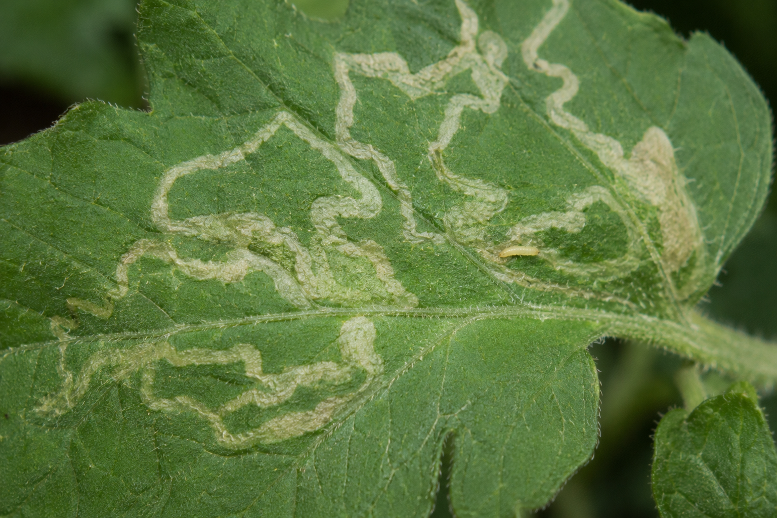 Musca minieră a tomatelor (Liriomyza bryoniae) – Dăunătorul care produce mine în frunzele tomatelor, castraveților și altor culturi legumicole, afectând dezvoltarea și producția plantelor.
