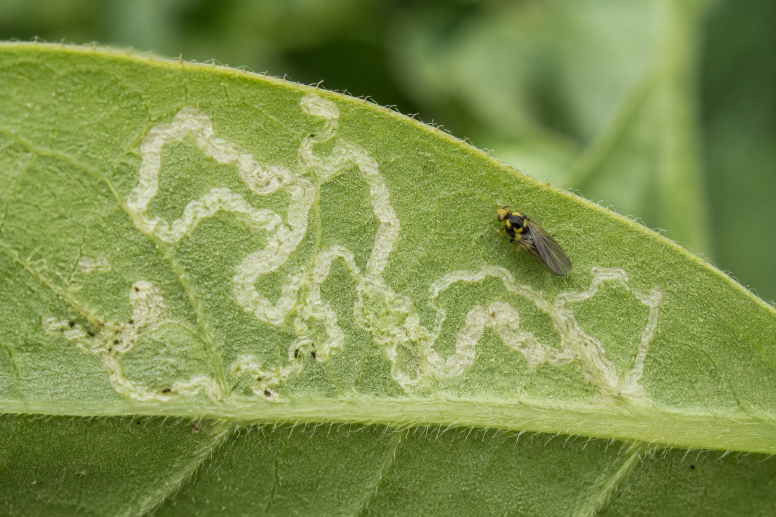 Musca minieră americană (Liriomyza trifolii) – Dăunătorul care produce galerii serpentine în frunzele legumelor și plantelor ornamentale.