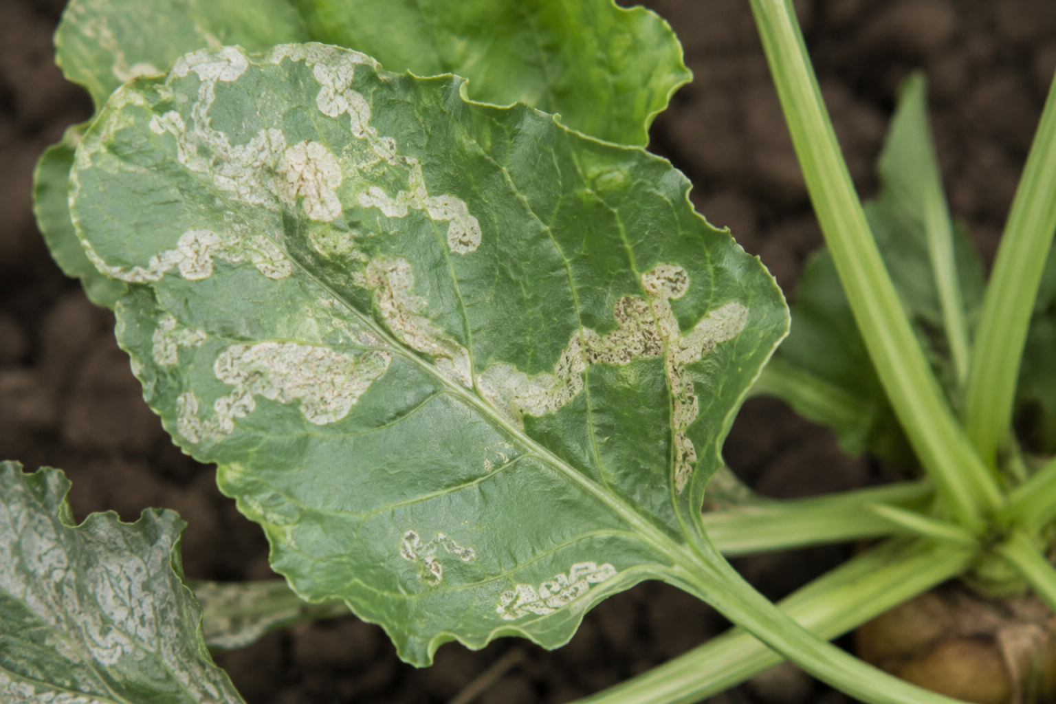 Musca sfeclei (Pegomya betae) – Dăunătorul ale cărui larve produc mine în frunzele sfeclei de zahăr, sfeclei roșii și mangoldului.