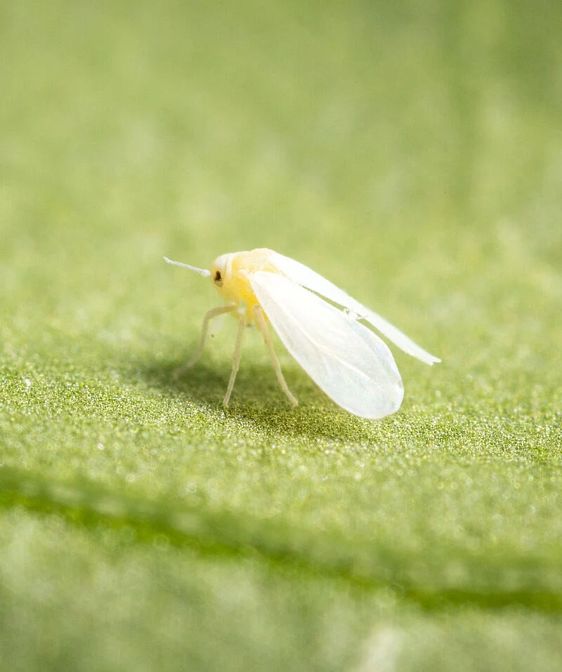 Musculița albă de seră (Trialeurodes vaporariorum)