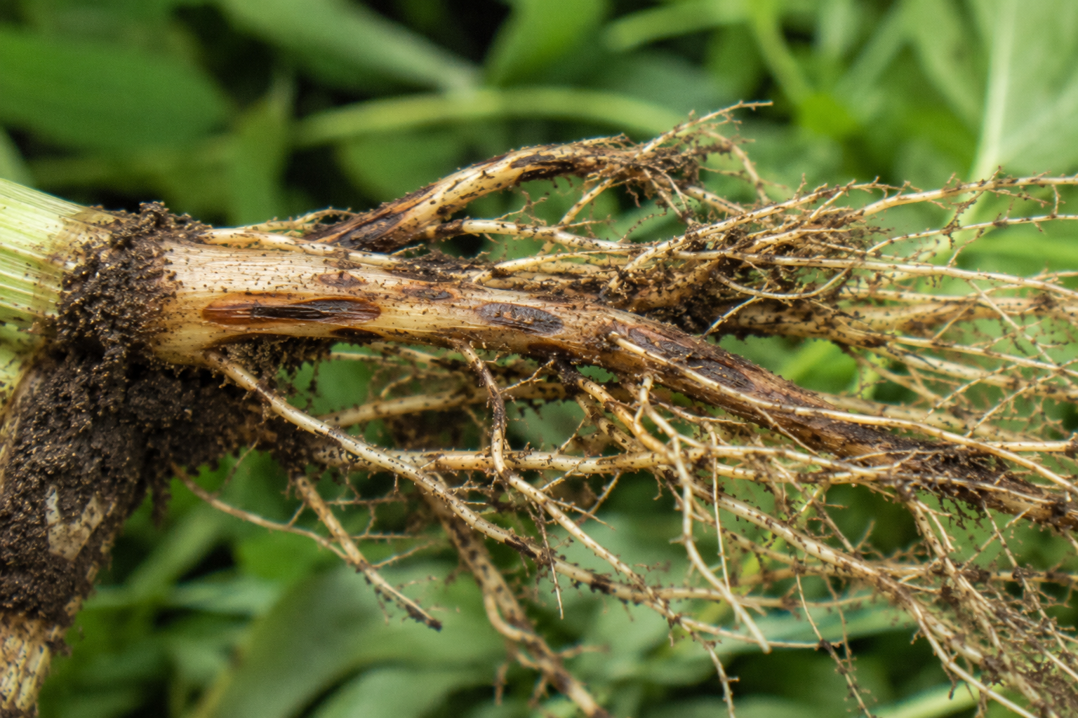 Nematodul leziunilor radiculare (Pratylenchus penetrans)