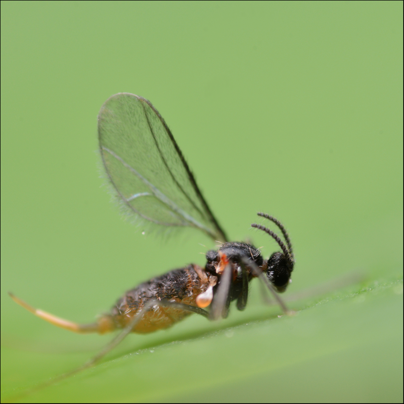 Țânțărușul silicvelor (Dasineura brassicae)