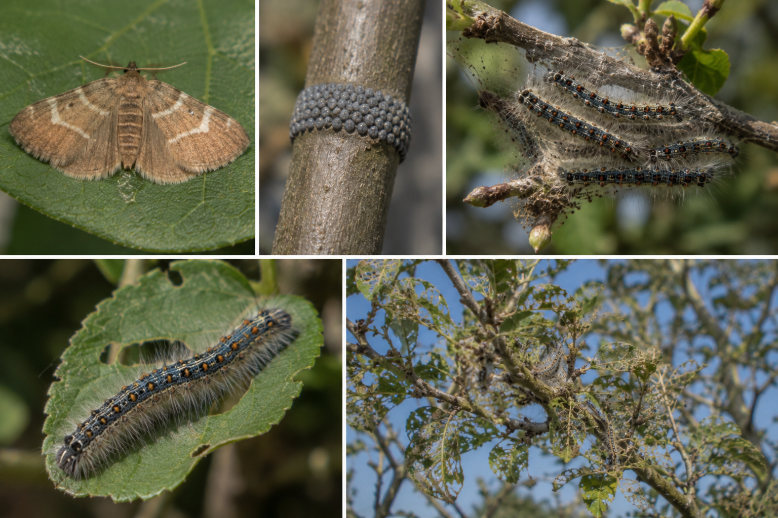 Omida inelară a pomilor (Malacosoma neustria) – Defoliatorul care formează colonii și afectează numeroase specii pomicole.