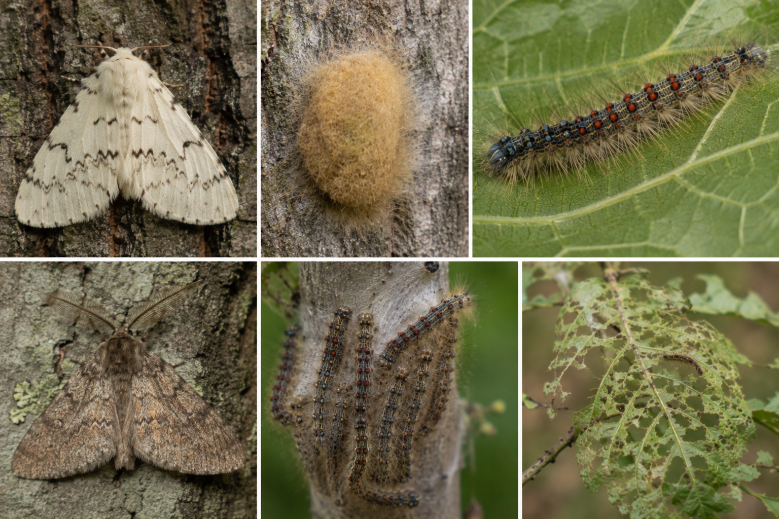 Omida păroasă brună (Lymantria dispar) – Defoliatorul care atacă pomii fructiferi și numeroase specii forestiere.
