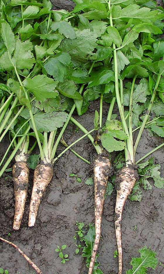 Pastinaca sativa (Păstârnac)