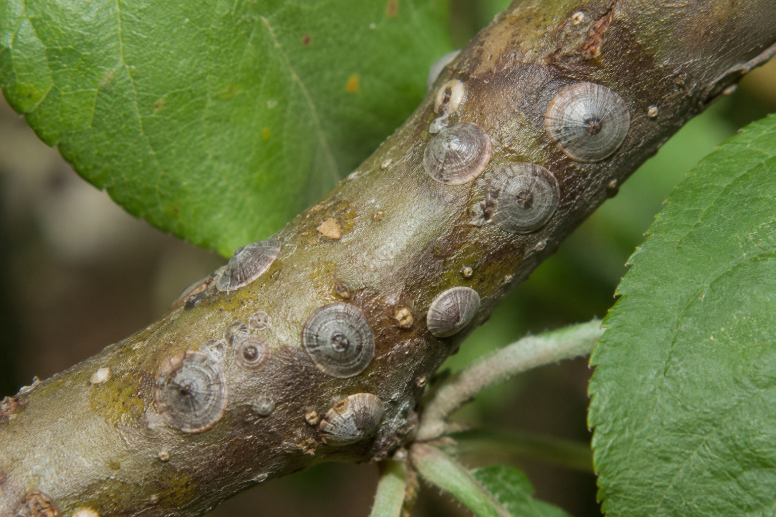 Păduchele din San José (Quadraspidiotus perniciosus) – Păduchele țestos care atacă pomii fructiferi și numeroase plante ornamentale, provocând uscarea ramurilor și deprecierea fructelor.