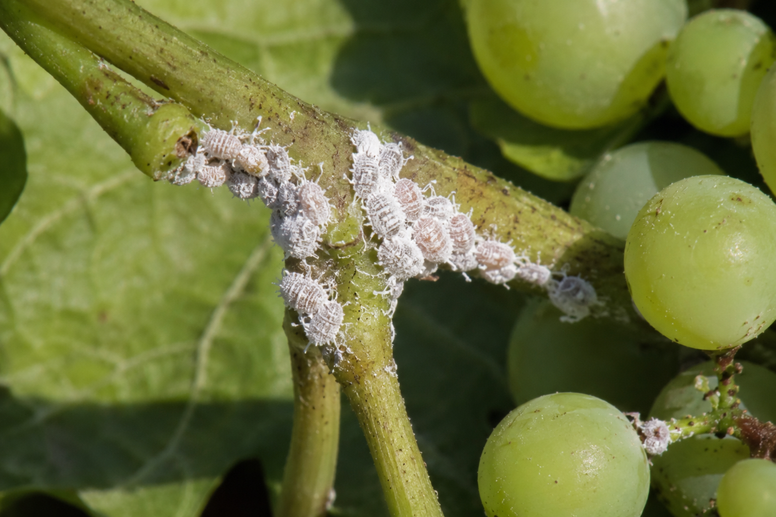 Păduchele făinos al viței-de-vie (Planococcus ficus) – Coșenila care atacă vița-de-vie, produce secreții ceroase și favorizează apariția fumaginei și transmiterea unor virusuri.