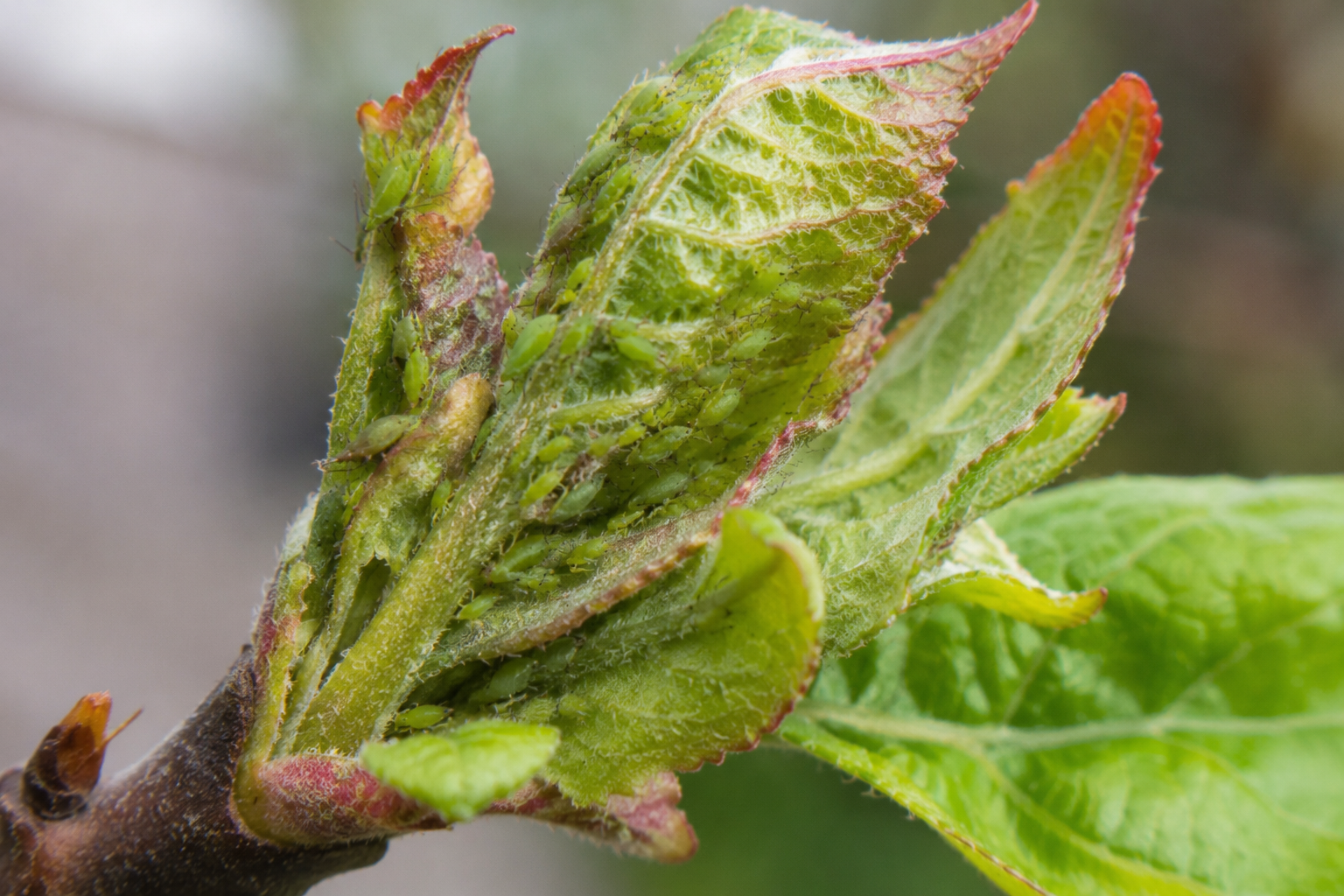Păduchele verde al mărului (Aphis pomi) – Afida care formează colonii pe lăstarii și frunzele tinere ale mărului, reducând vigoarea pomilor și producția.