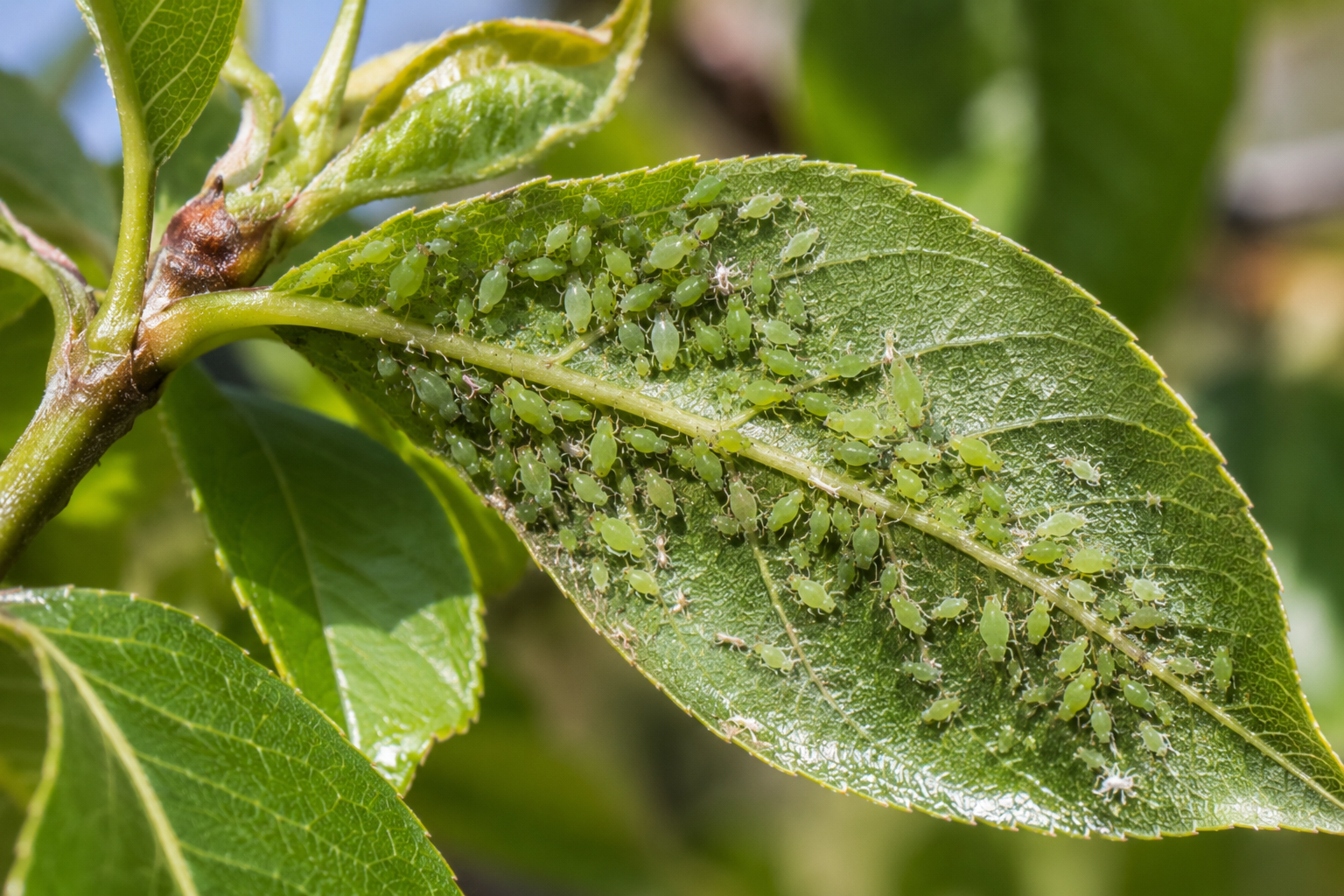Păduchele verde al părului (Dysaphis pyri) – Afida care atacă frunzele și lăstarii părului, provocând deformări, reducerea creșterii și apariția fumaginei.