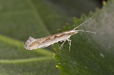 Plutella xylostella (Molia verzei)