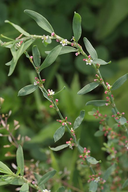Polygonum spp. (Hrișcă și troscot)