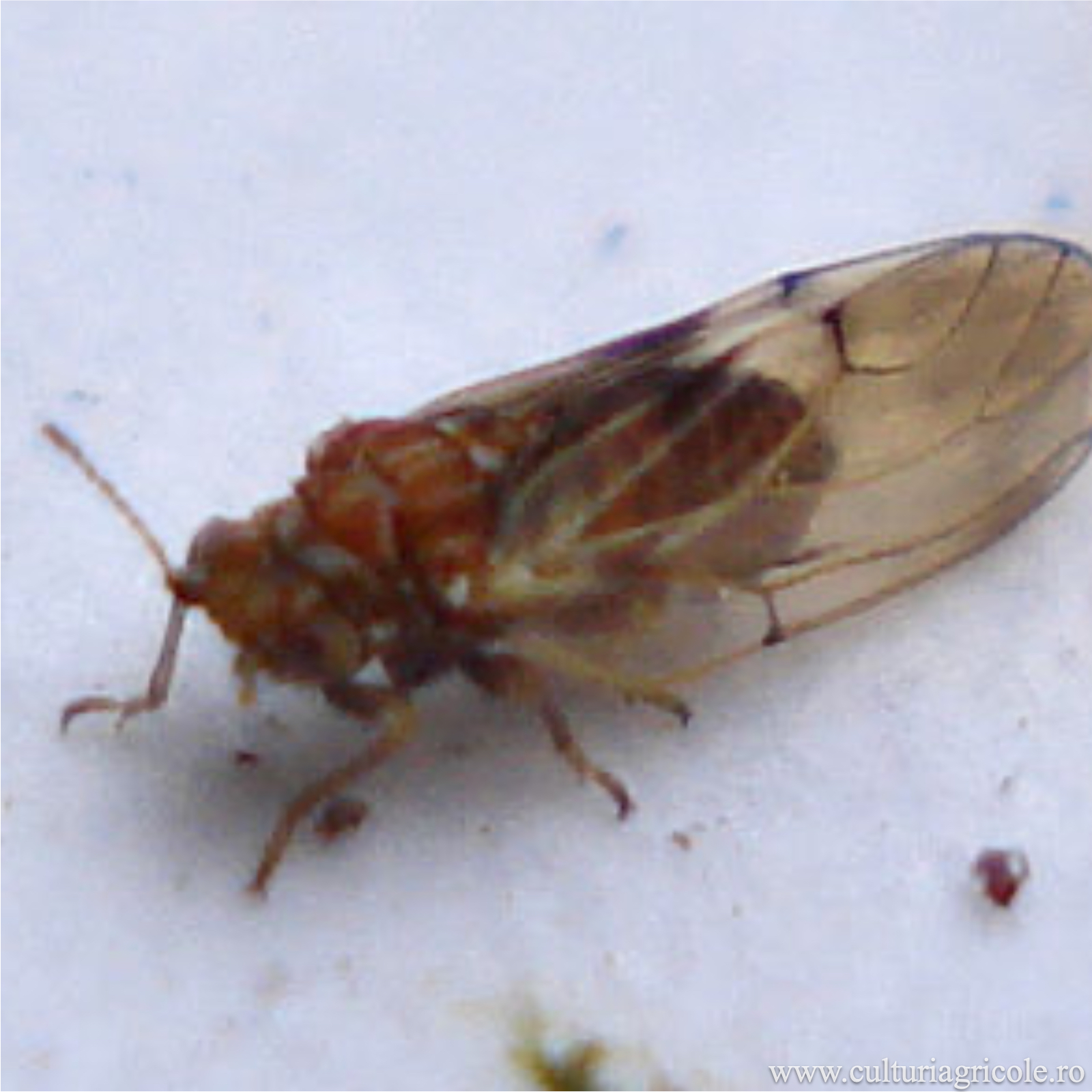 Psylla pyri (Puricele melifer al părului)
