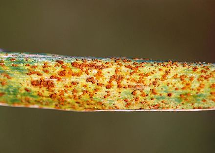 Puccinia hordei (Rugina)