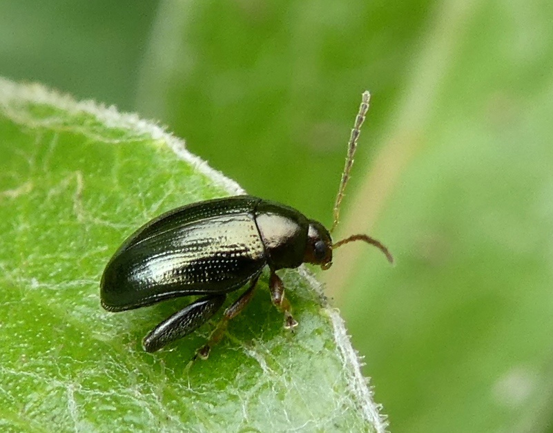 Puricele cruciferelor (Psylliodes chrysocephala)