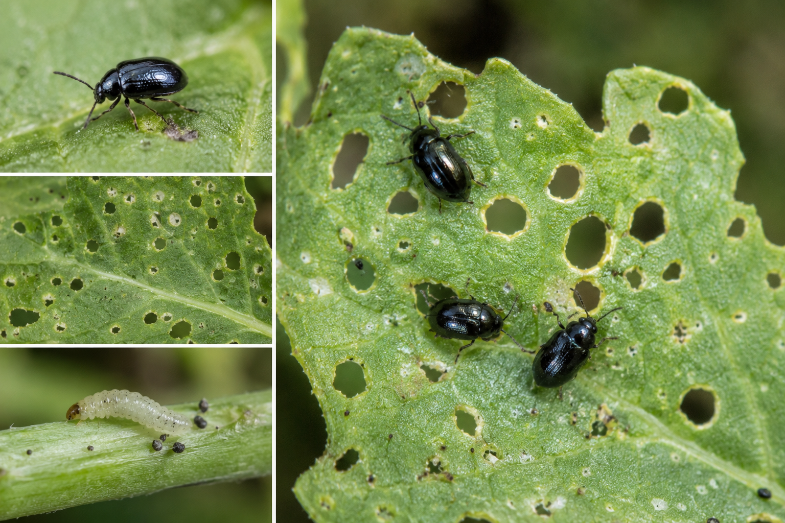 Puricii cruciferelor (Phyllotreta spp.) – Dăunătorii care atacă plantele tinere de rapiță și alte crucifere.