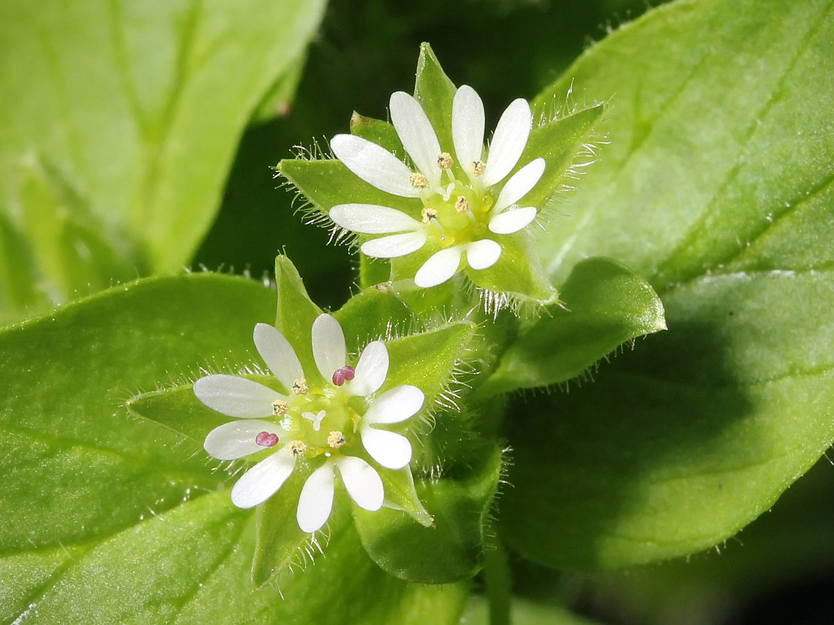 Rocoina (Stellaria media)