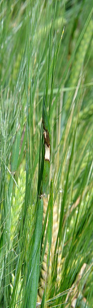 Rhynchosporium secalis (Arsura frunzelor)