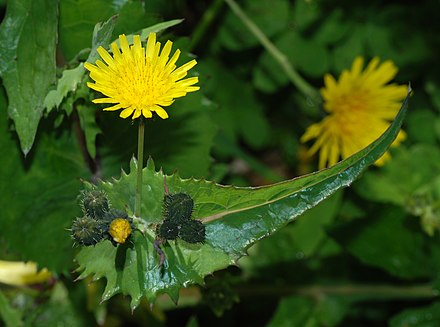 Sonchus spp.