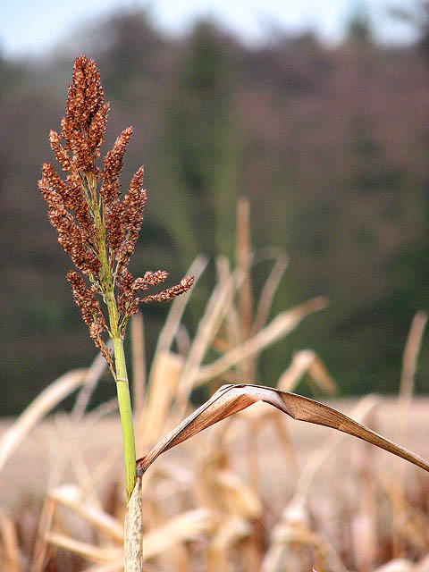 Sorghum (Sorg)