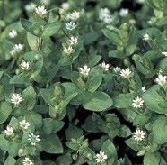 Rocoina (Stellaria media)