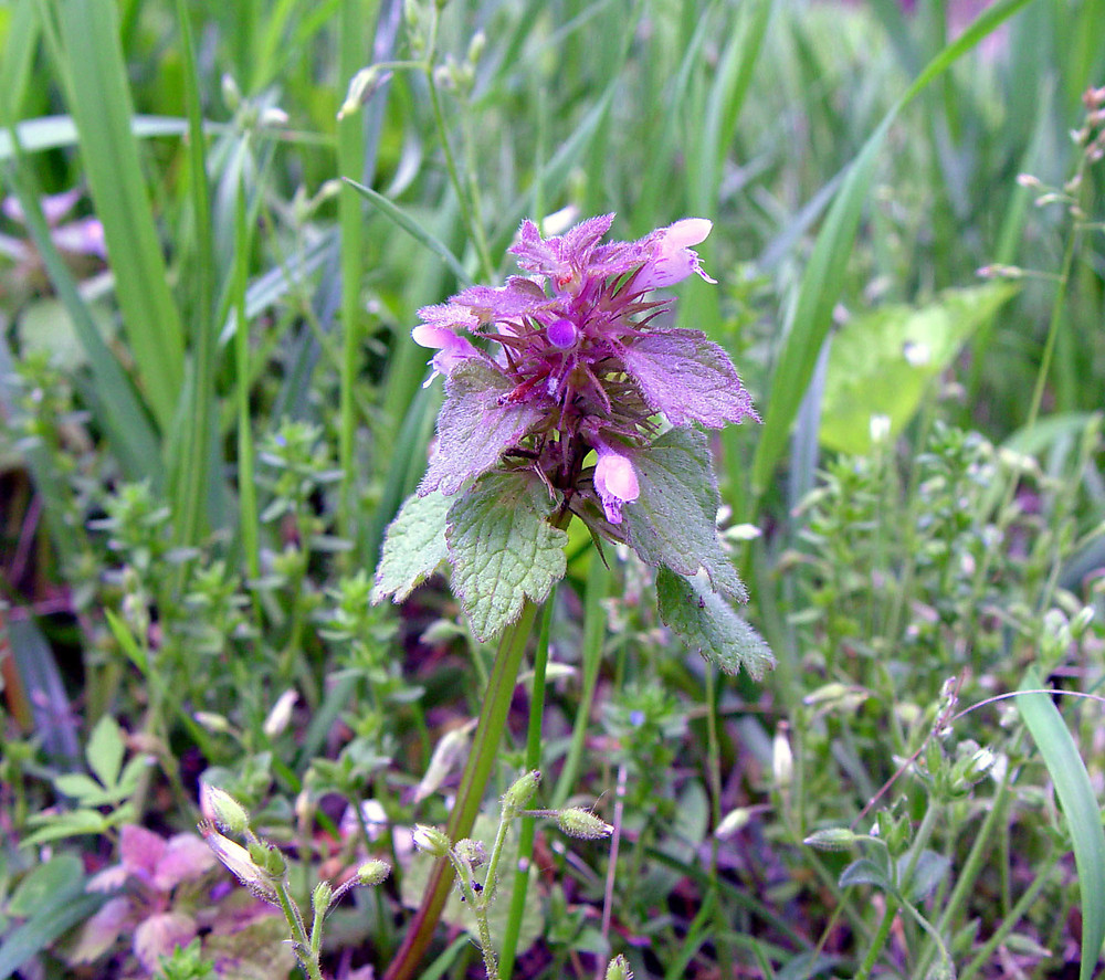Sugel (Lamium purpureum)