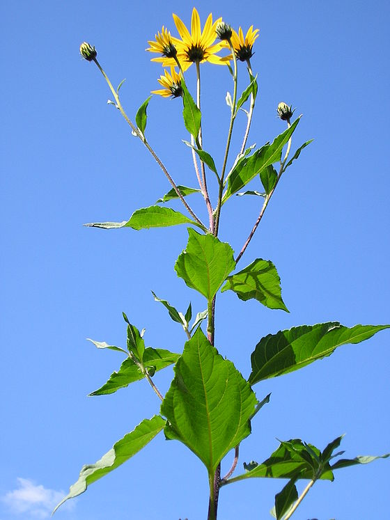 Helianthus tuberosus (Topinambur)