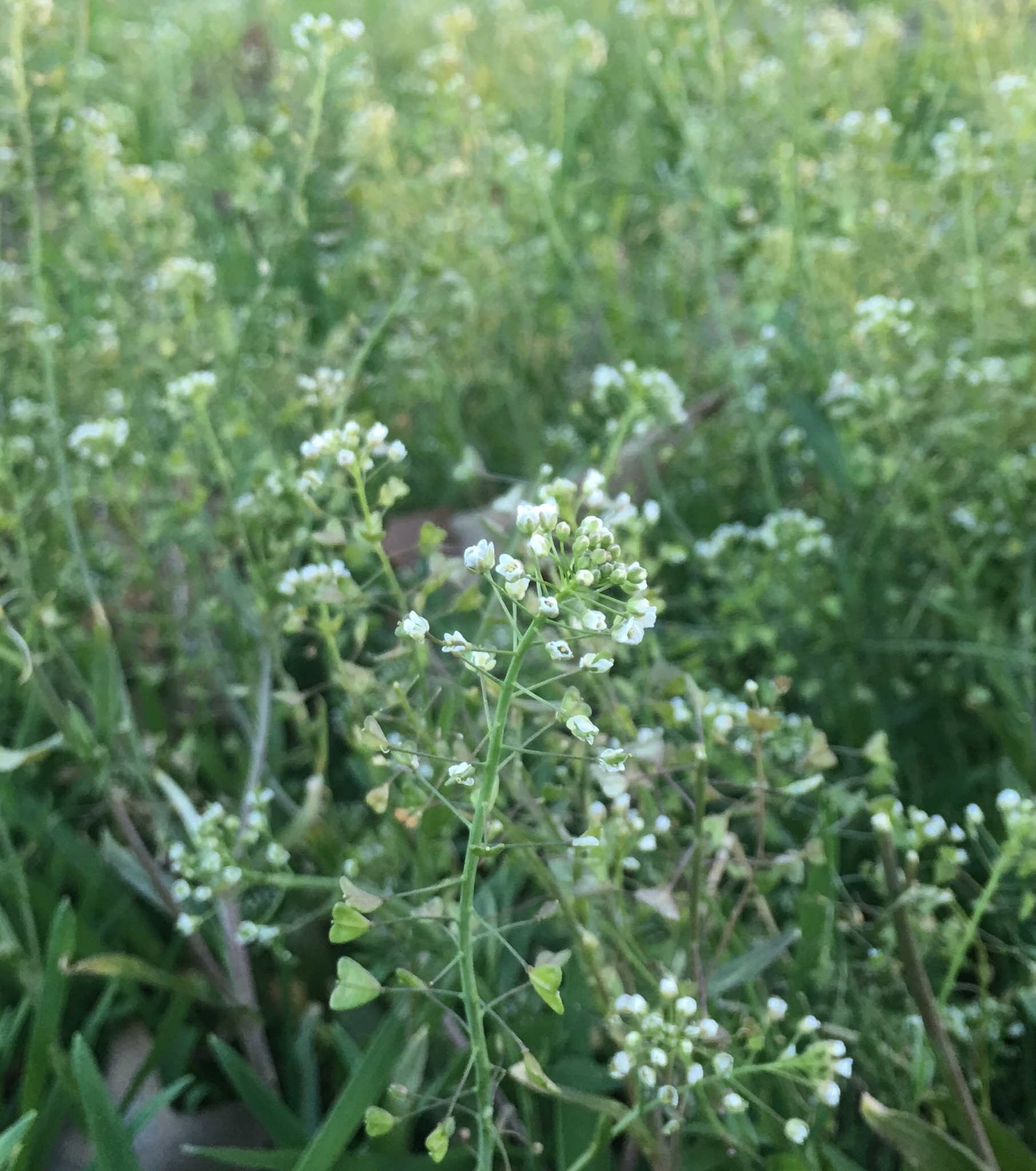 Traista ciobanului (Capsella bursa-pastoris)