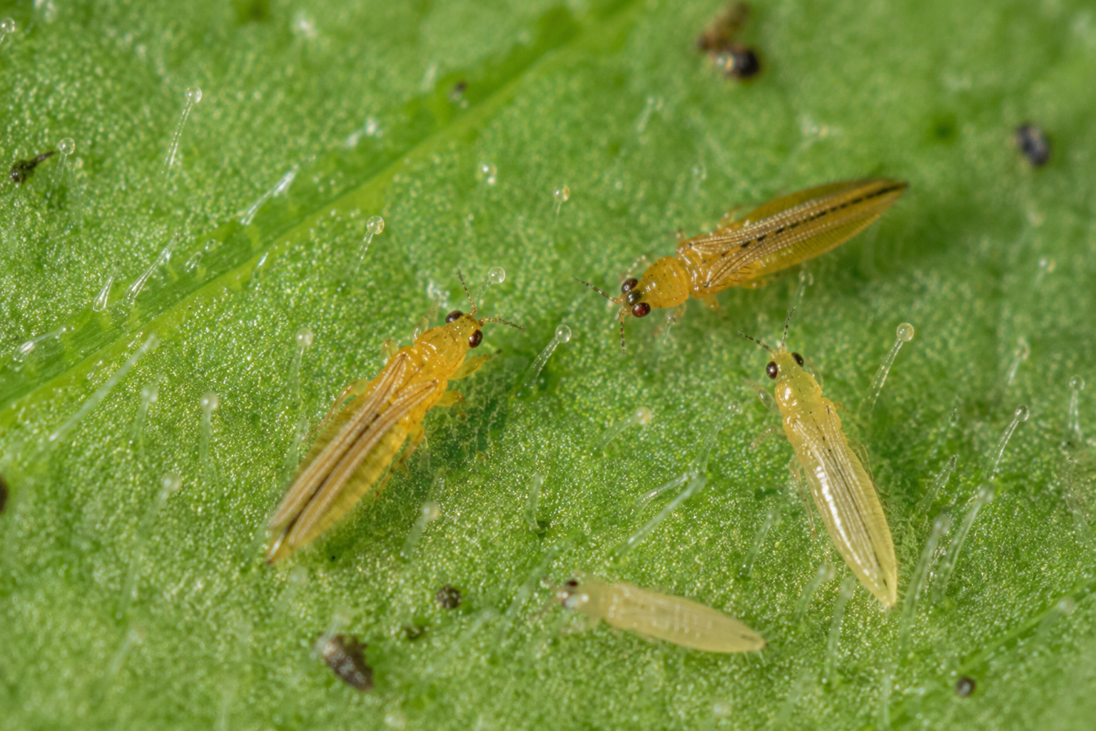 Tripsul californian (Frankliniella occidentalis) – Dăunătorul care înțeapă frunzele, florile și fructele și transmite viroze periculoase.