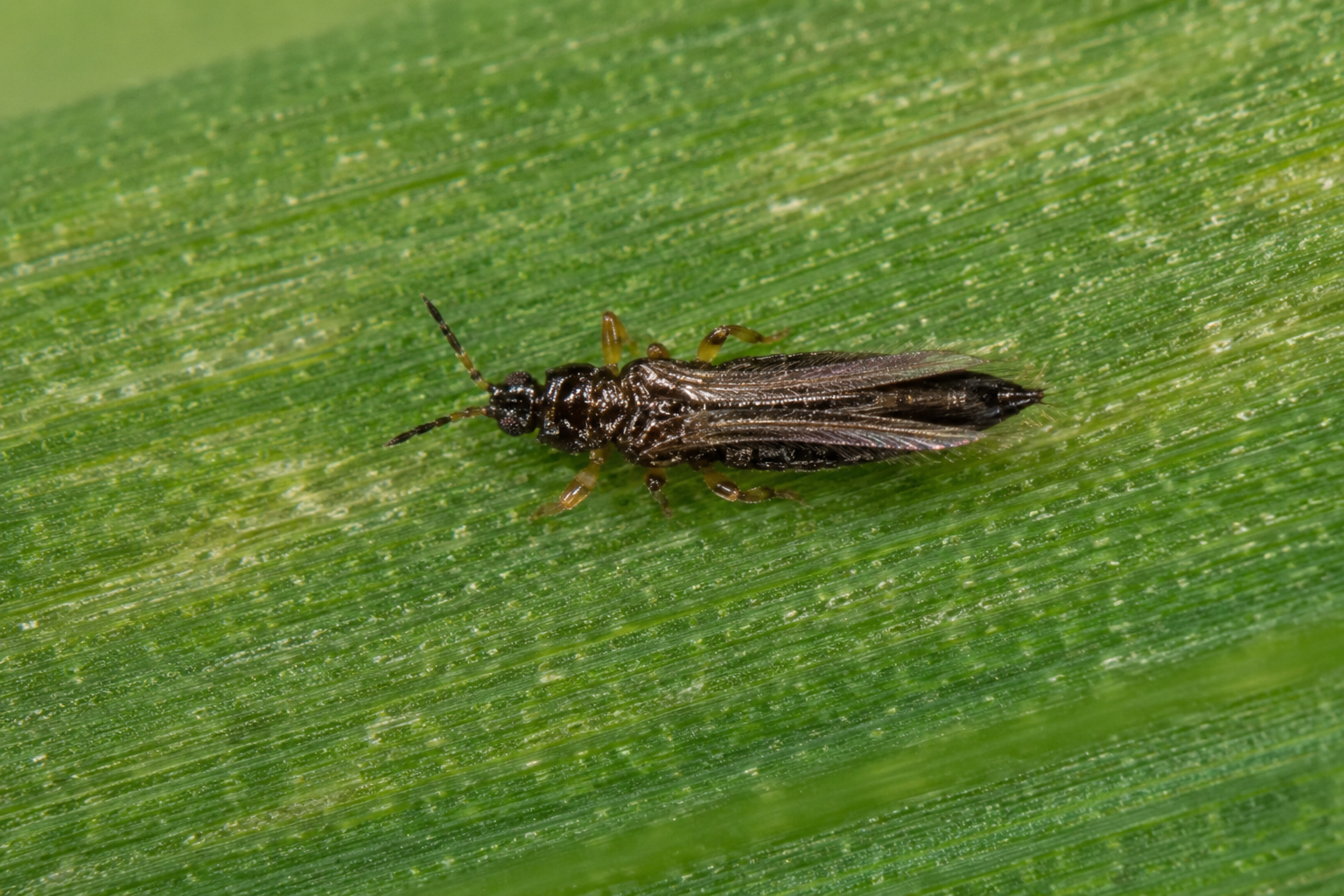 Tripsul cerealelor (Limothrips cerealium) – Dăunător al grâului, orzului și altor cereale păioase, care produce decolorarea frunzelor și reducerea producției.