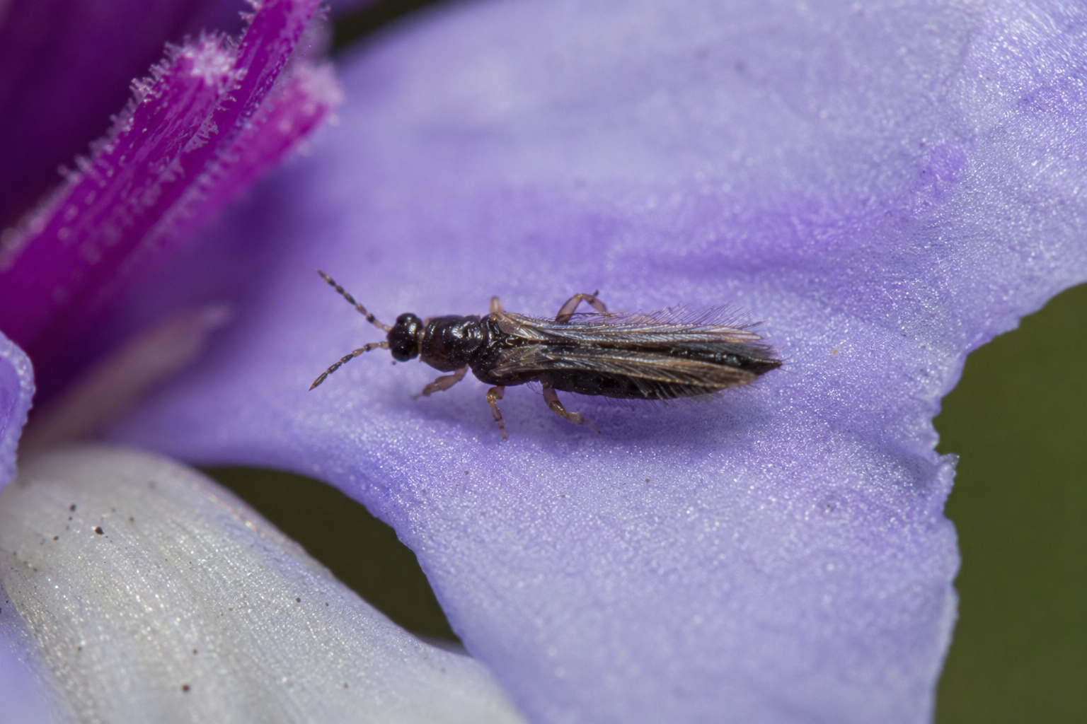 Tripsul florilor (Thrips fuscipennis) – Dăunător al plantelor ornamentale și horticole, care atacă florile și frunzele, provocând decolorări și deformări.