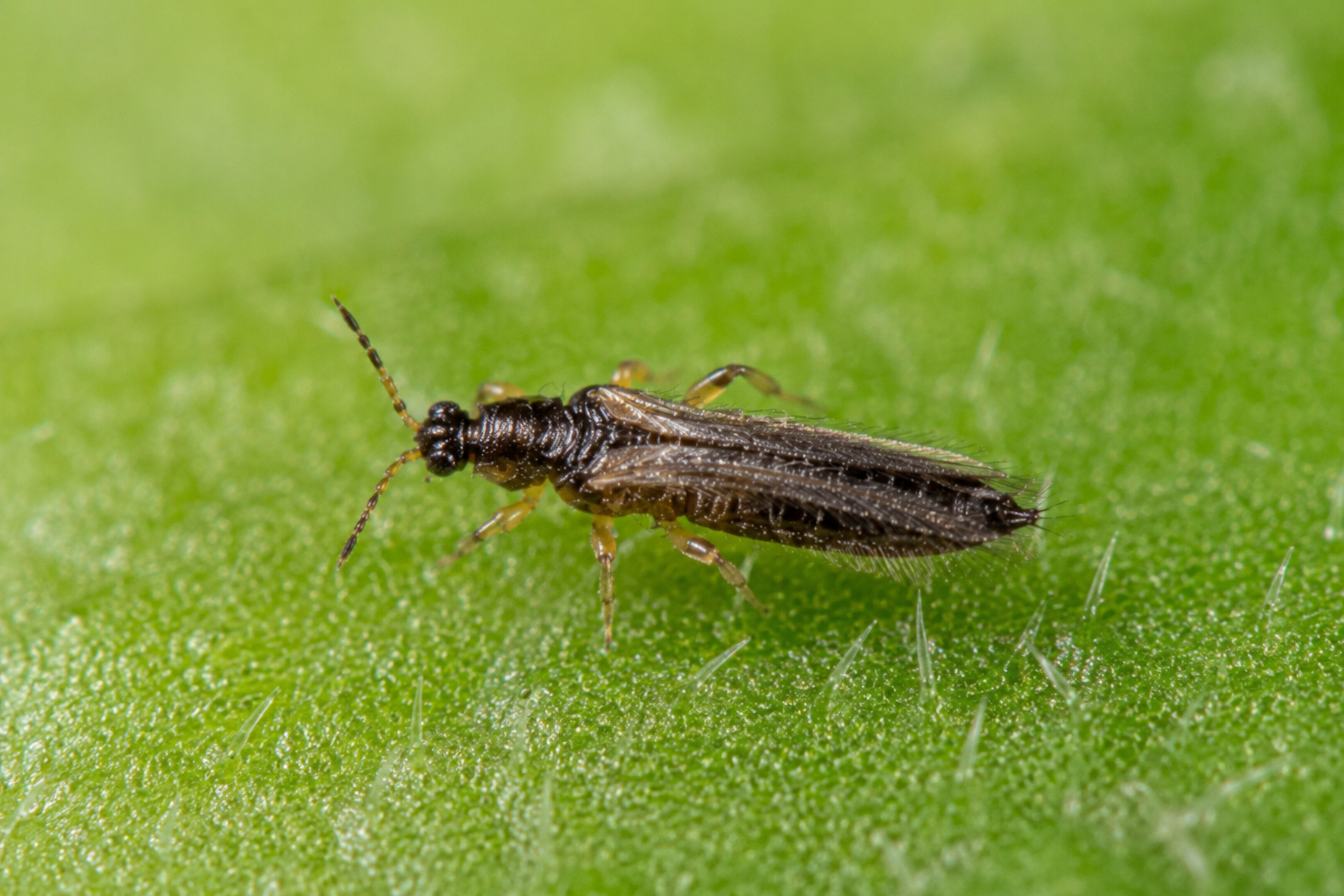 Tripsul cepei (Thrips simplex) – Dăunător care atacă plantele ornamentale bulboase, în special gladiolele și irișii, provocând decolorarea și deformarea frunzelor și florilor.