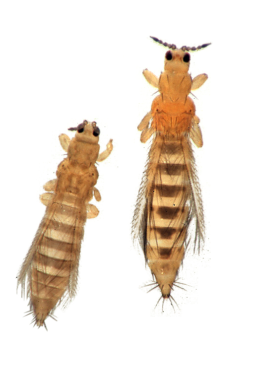 Tripsul tutunului (Thrips tabaci)