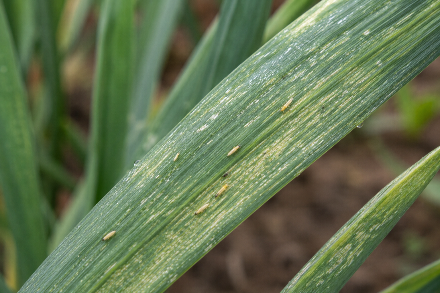 Tripsul tutunului (Thrips tabaci) – Dăunătorul care afectează ceapa, usturoiul, prazul și numeroase culturi legumicole prin înțepare și transmiterea unor viroze.