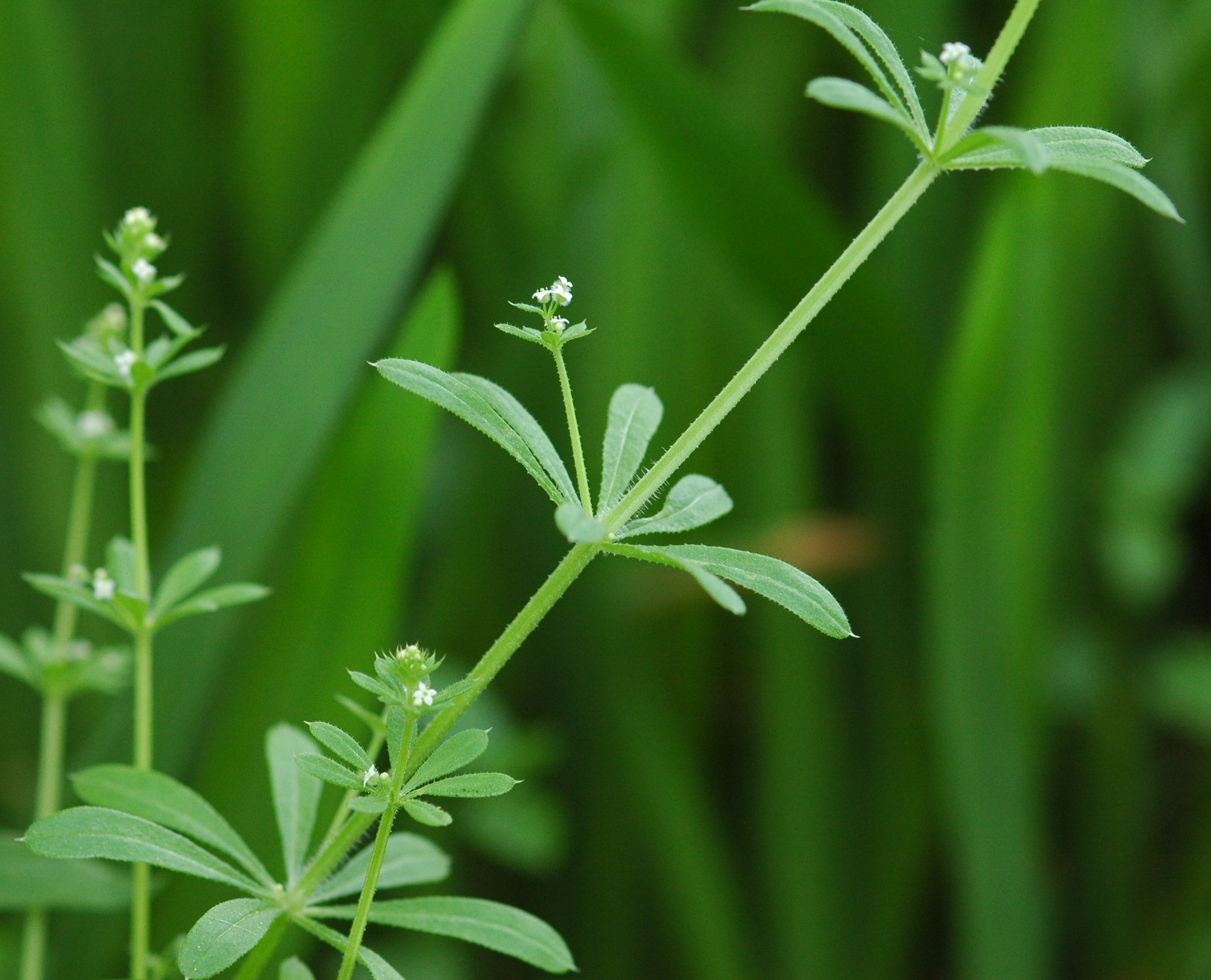 Turița (Galium aparine)